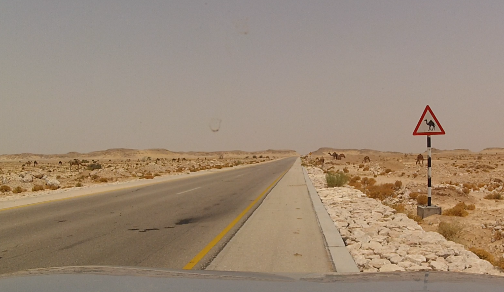 Road sign in Salalah, Oman. Camels on road warning sign