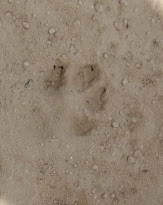 Arabian Leopard paw print in the dried mud