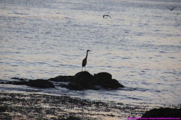 fishermansbeacht00008
