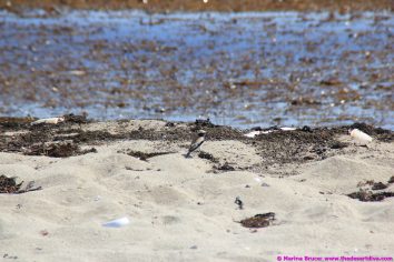 fishermansbeacht00031