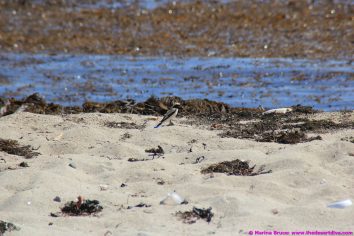 fishermansbeacht00032