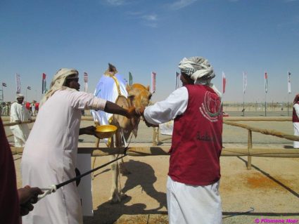 camel festival filomena04