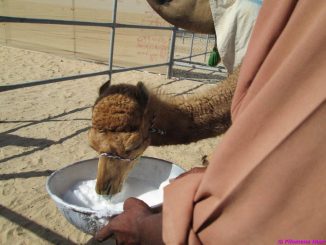 camel festival filomena05
