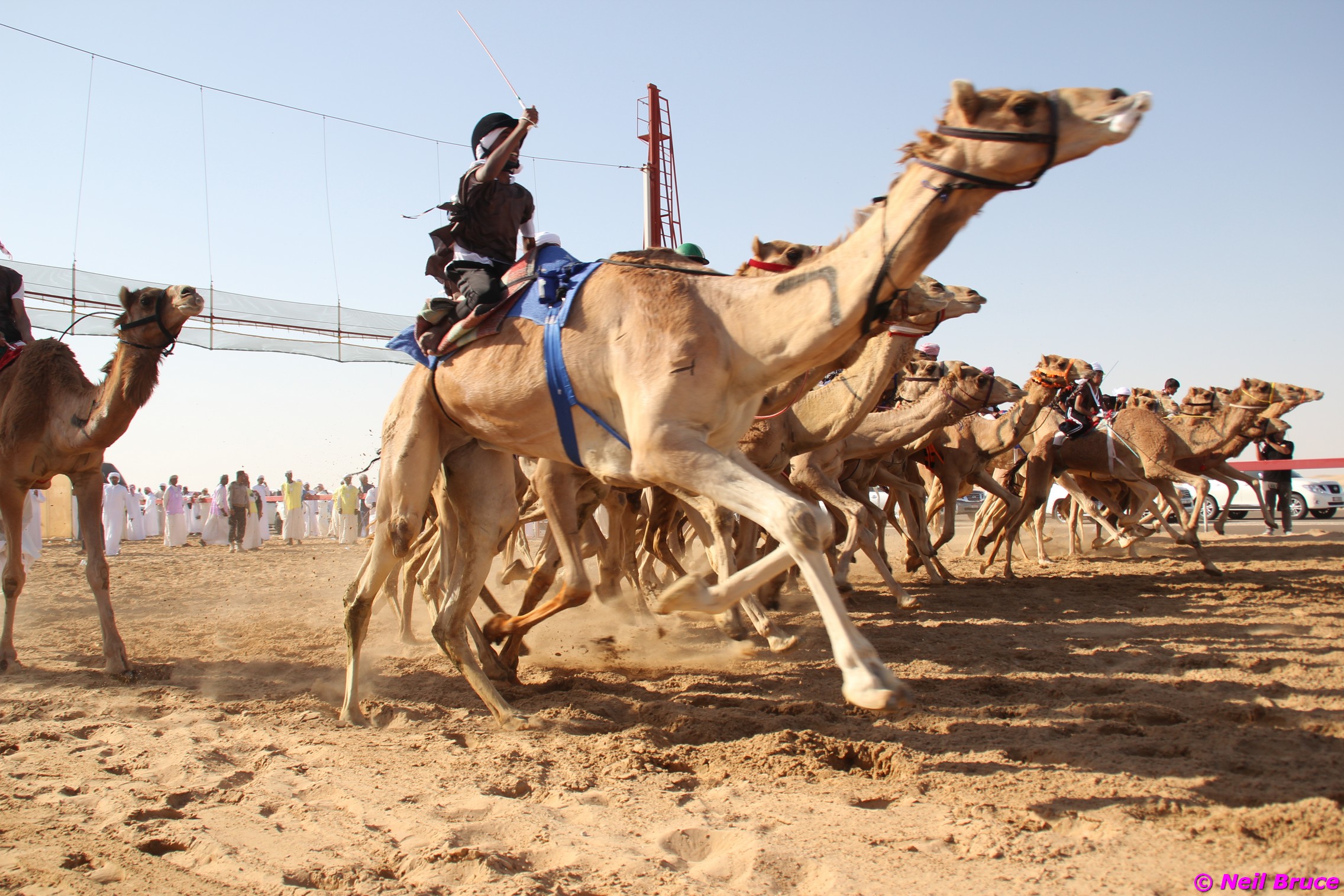 HH Sheikh Sultan Bin Zayed Camel Festival – Sweihan – 20 Jan-2 Feb 2019