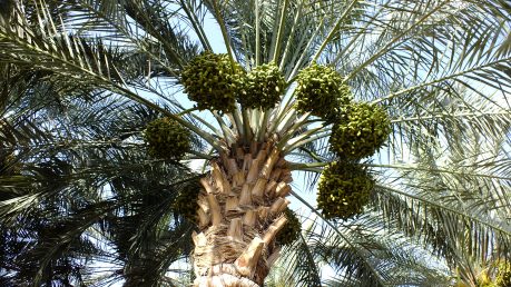 oasis01