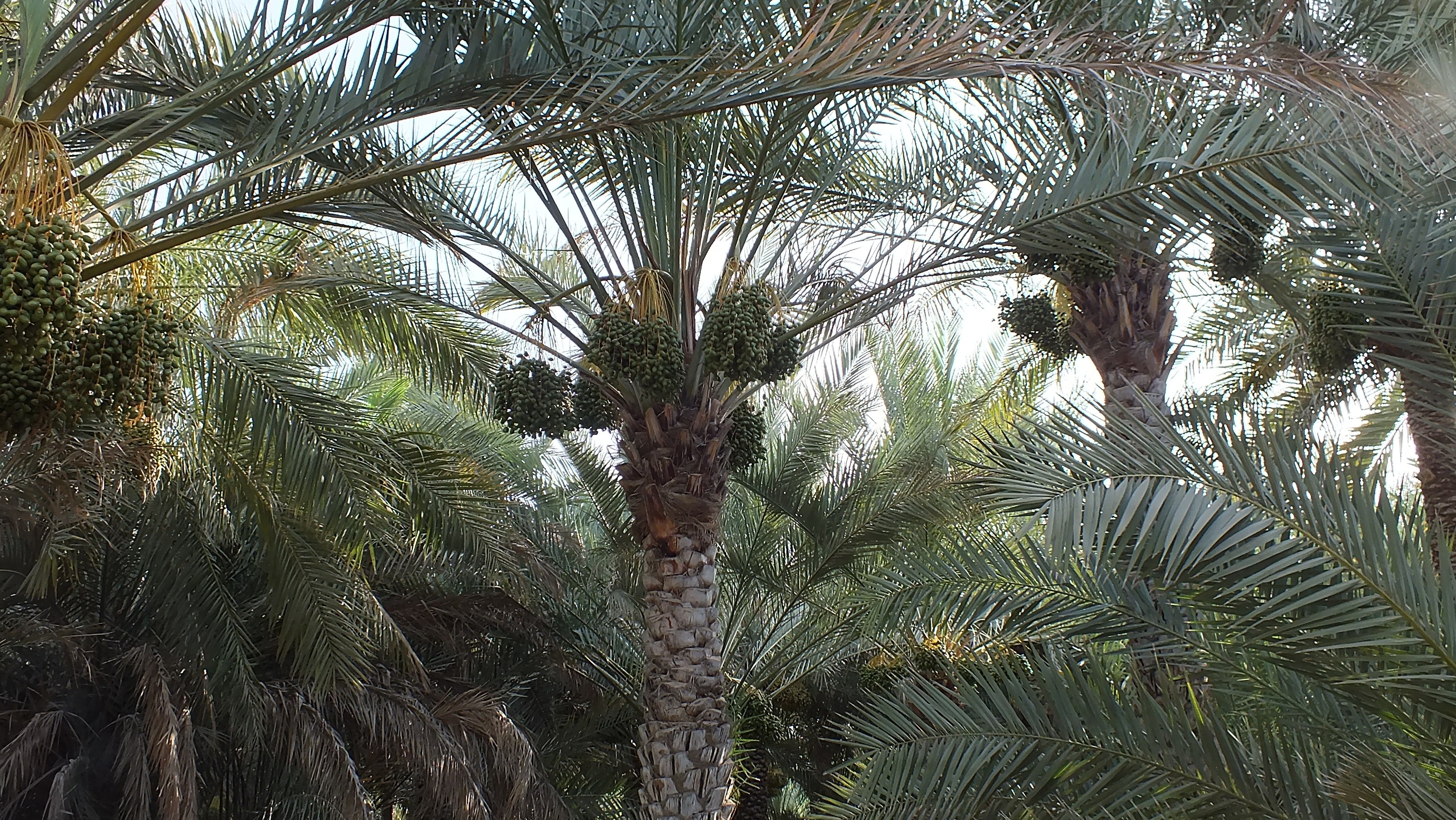 !!Al Ain UNESCO Site 3: The Oases of Al Ain