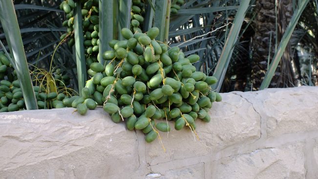 oasis05