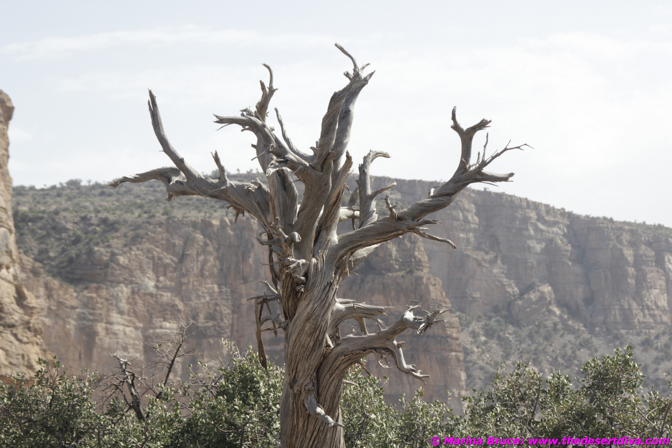 My Jebel Akhdar Tree