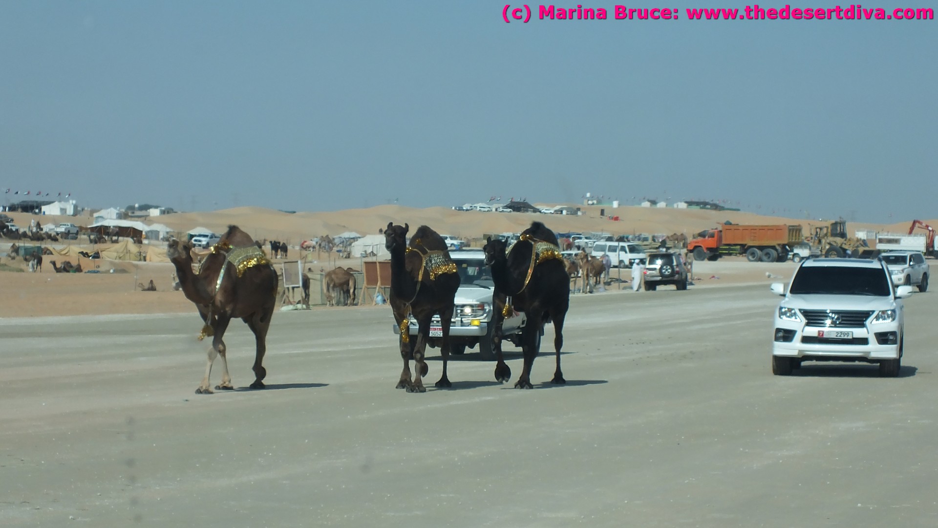 xxAl Dhafra Camel Festival (10th Edition) – 2016