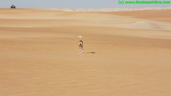 DSCF5572
