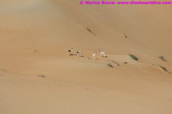 IMG_6464