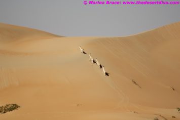 IMG_6471
