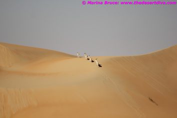 IMG_6481