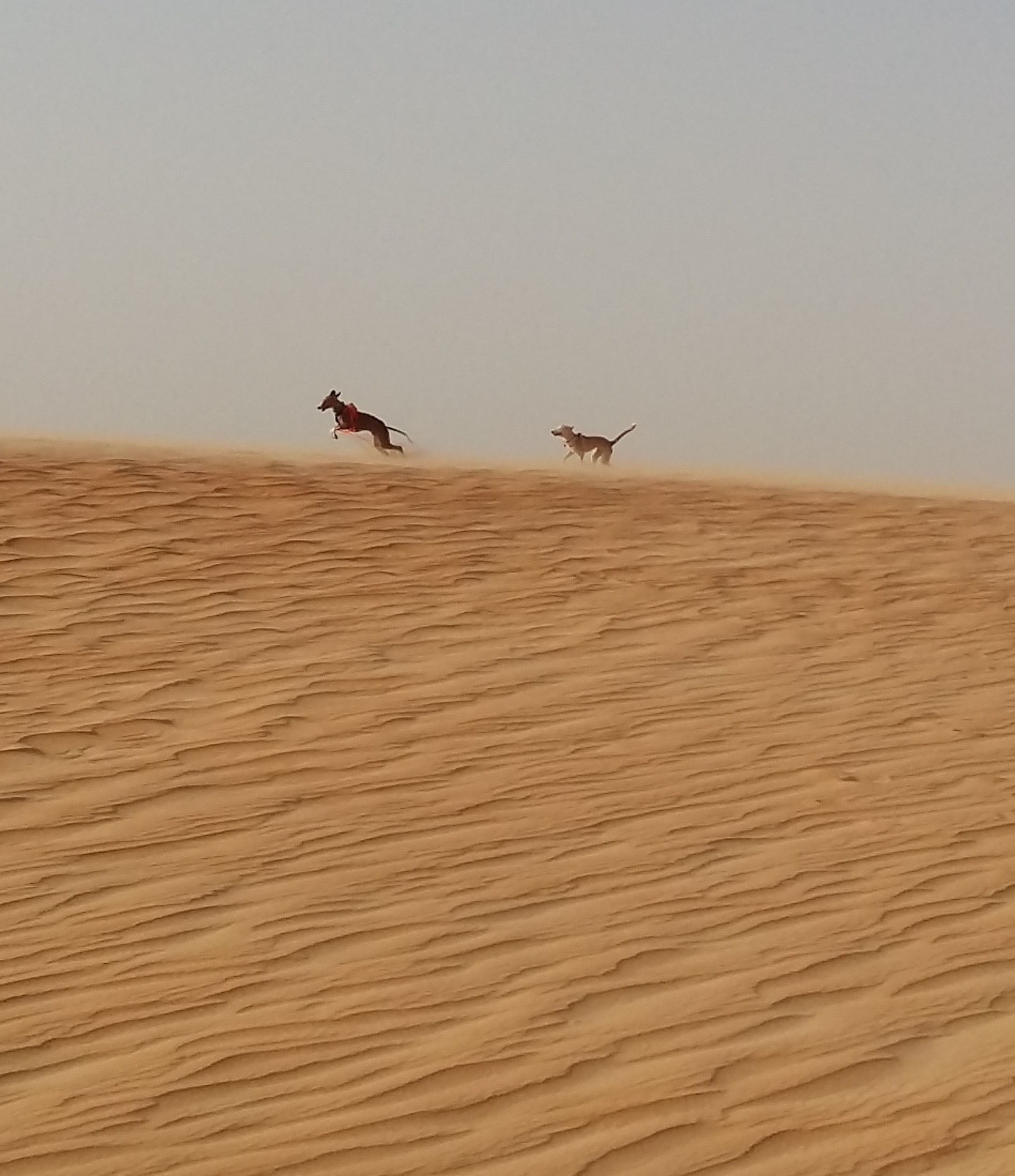 Sunday Saluki Snapshot #3