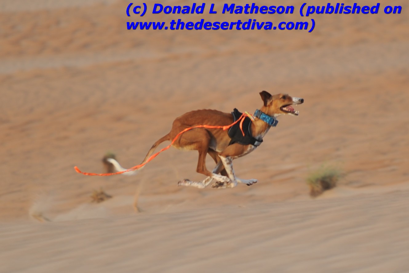 Sunday Saluki Snapshot #2