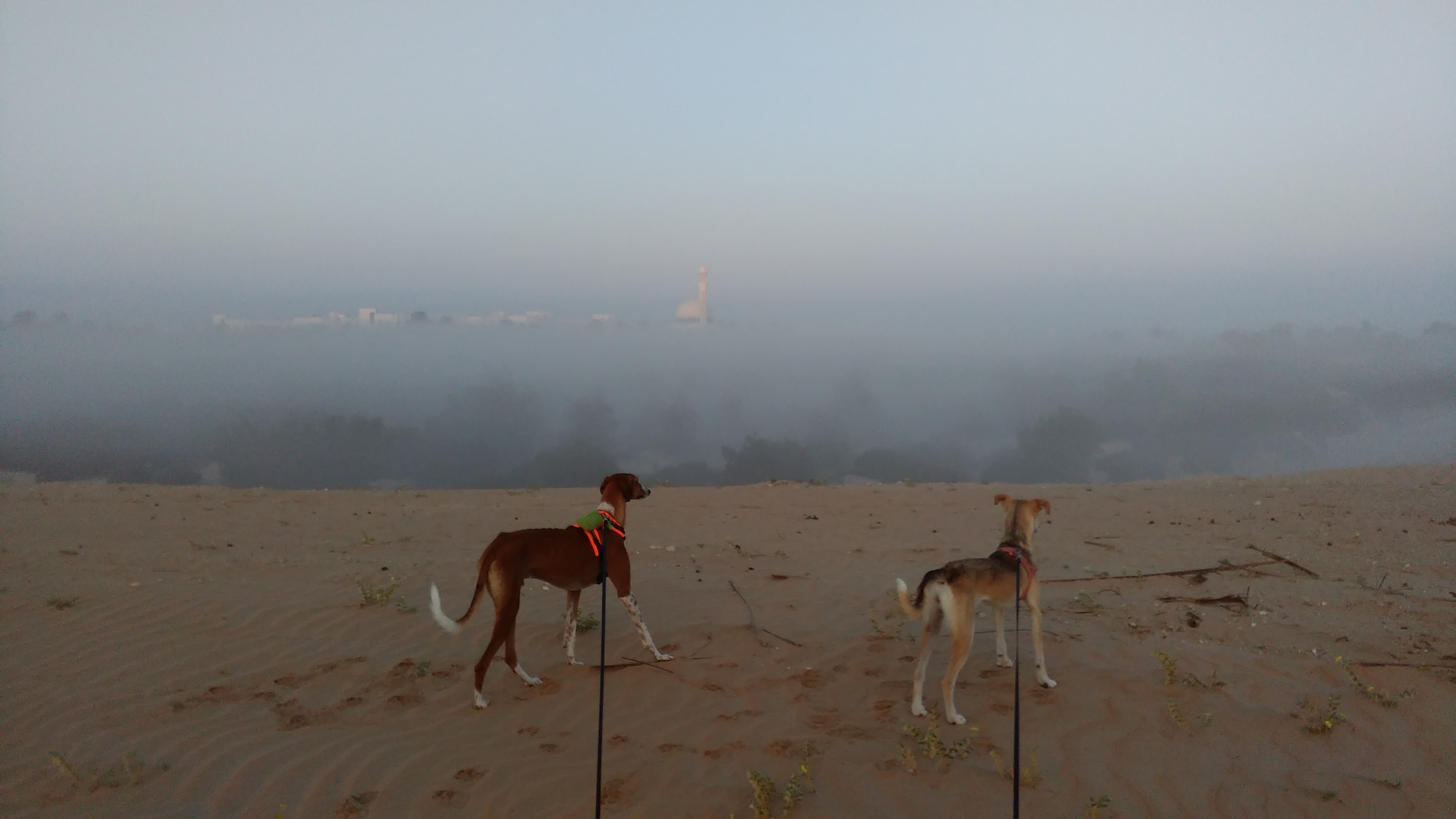 Sunday Saluki Snapshot #3