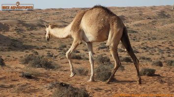 omanscout021