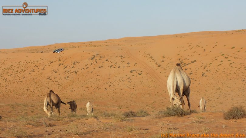 omanscout031