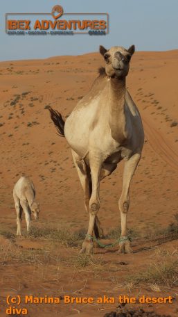 omanscout041