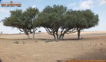 omanscout071
