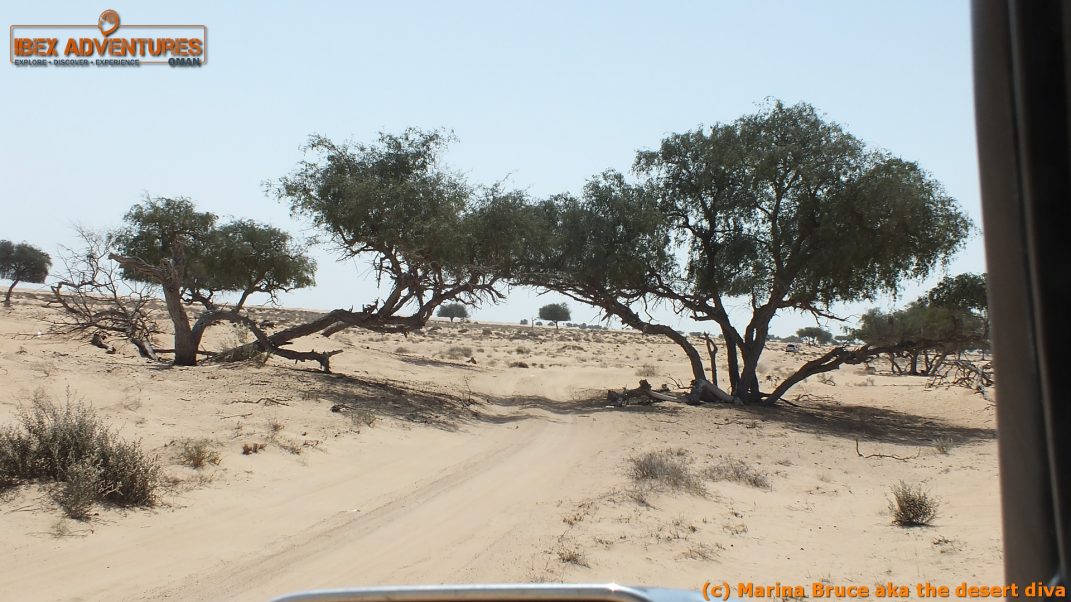 omanscout081