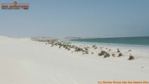 omanscout231