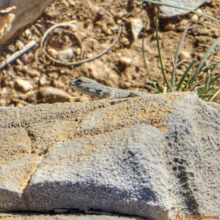 170810_Jebel Akhdar-16