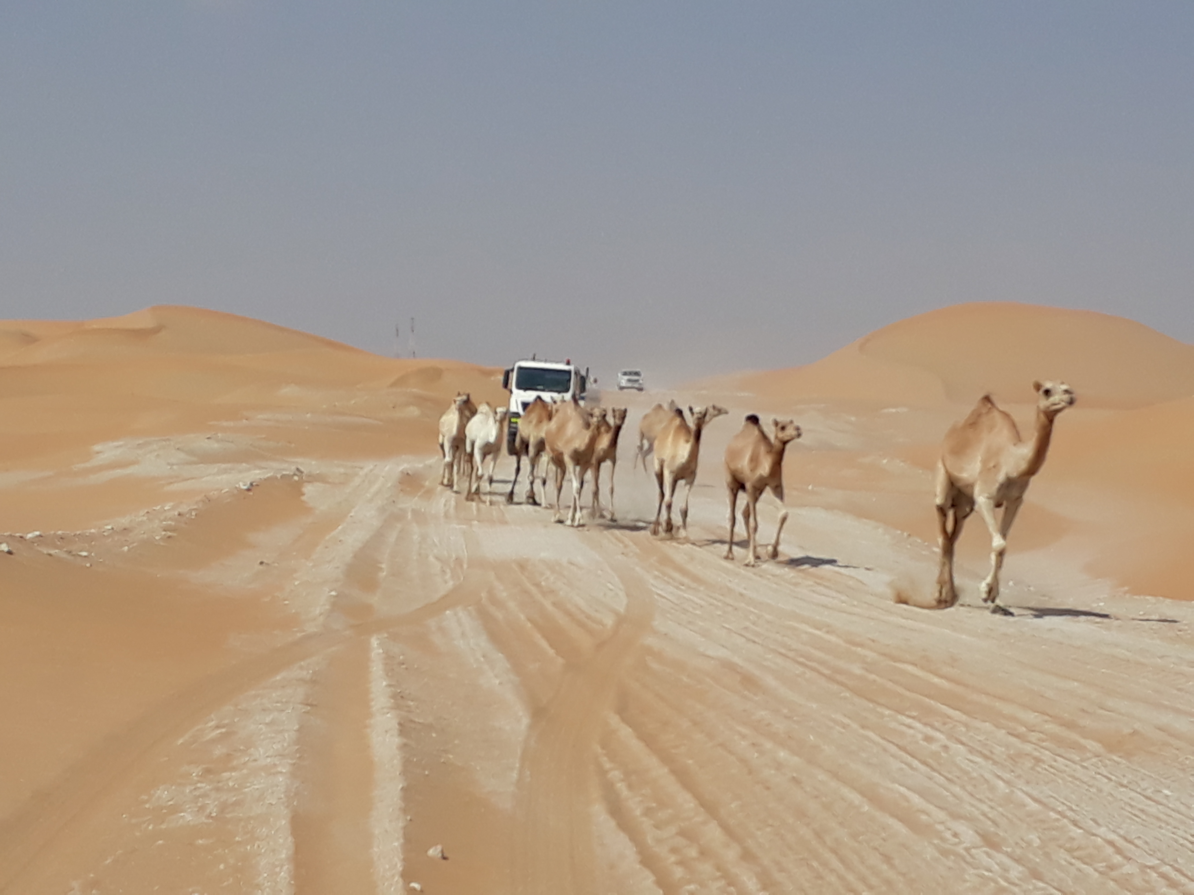 A truck herds some camels in the Rub Al Khali
