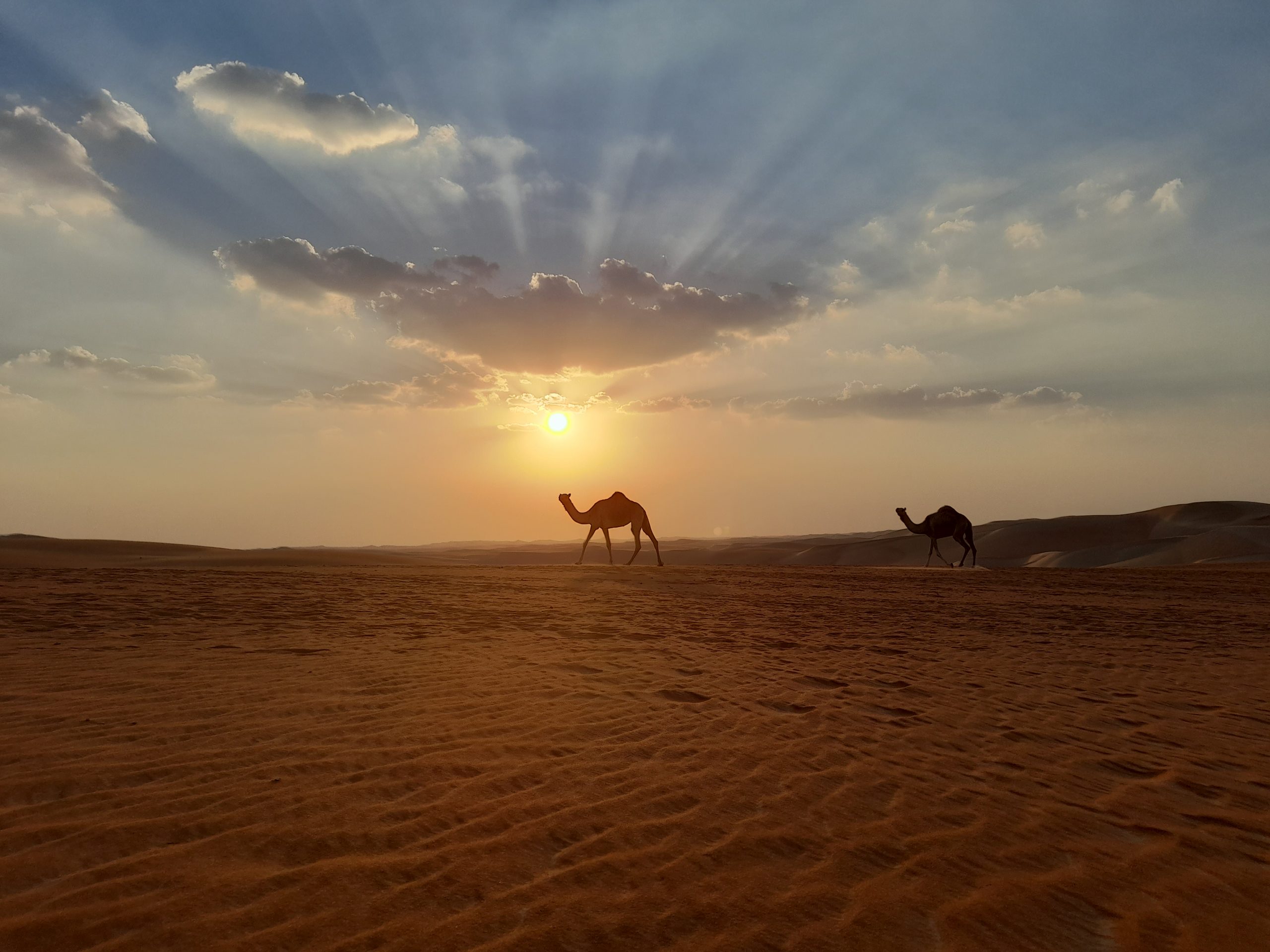 ??The Desert Diva’s Guide to Al Dhafra Festival 2022