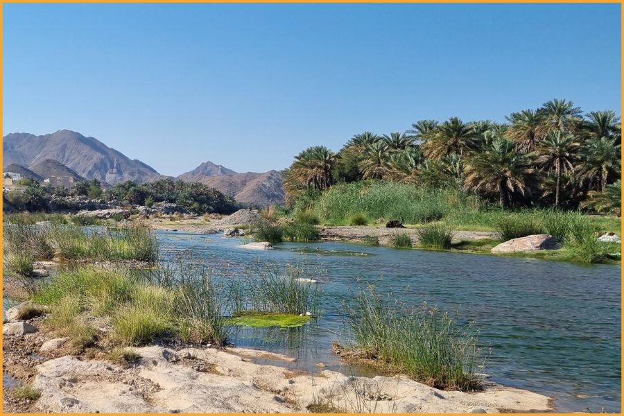 Palm-fringed wadi landscape in Oman, illustrating the calm, natural scenery visitors can explore safely in the Arabian Peninsula