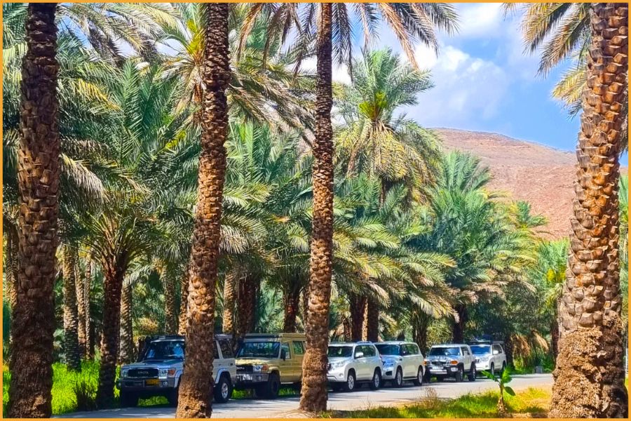 Convoy of 4x4 vehicles driving through an Omani date palm oasis, highlighting the region’s safe, scenic routes ideal for self-drive travel